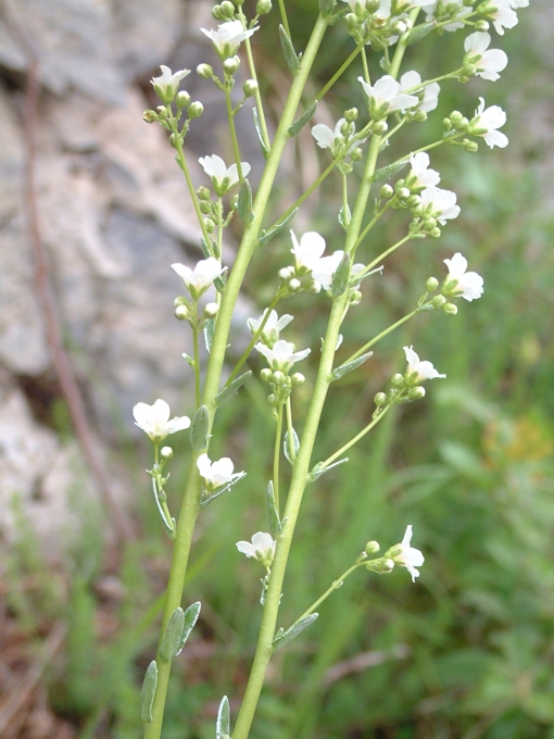 Saxifraga callosa